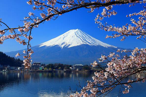 Blick auf den Fuji in Japan mit blühenden Kirschbäumen am Seeufer bei klarem Himmel