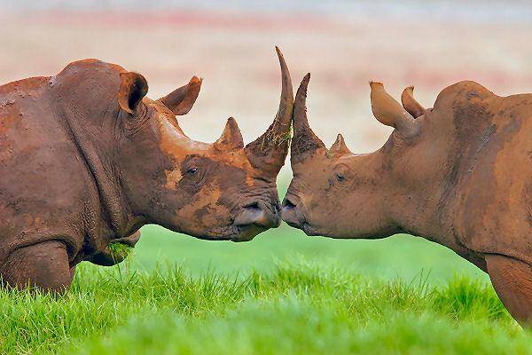 Nashörner in freier Wildbahn während einer Safari in Kenia