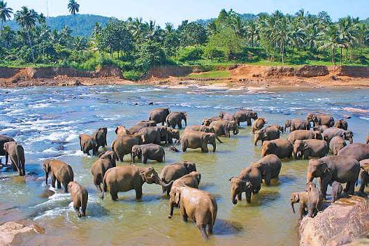 Gruppe von Elefanten im Fluss bei tropischer Landschaft und Palmen in Sri Lanka