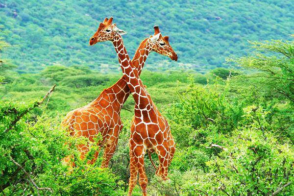 Safari in Tansania mit afrikanischer Tierwelt