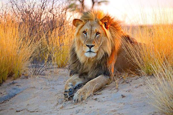 Löwe in der Savanne während einer Afrika-Kombireise, fotografiert in der Abendsonne