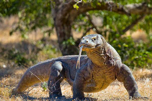 Die Komodowarane oder Komododrachen findet man auf den indonesischen Inseln Inseln Flores, Komodo und Rinca