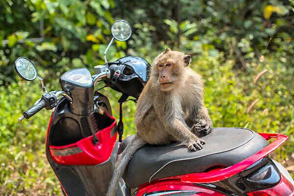 Affe auf einem Roller auf Koh Chang in Thailand