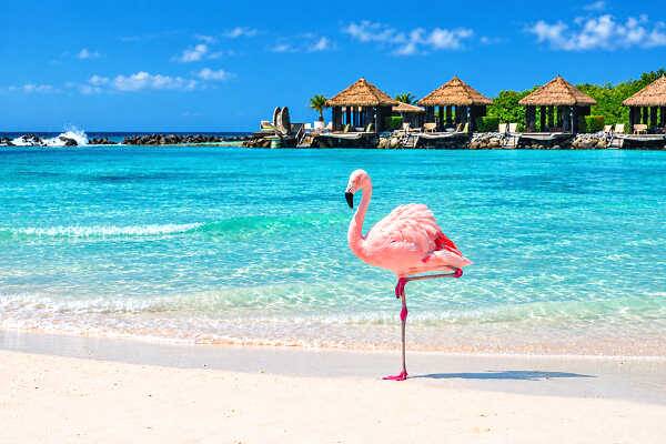Flamingo am weißen Sandstrand von Aruba vor türkisblauem Karibischen Meer