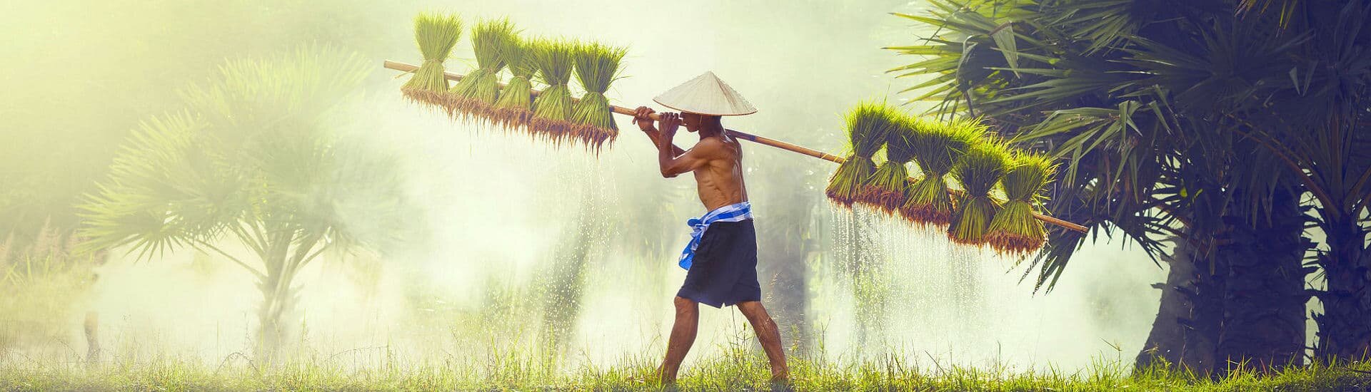 Indonesischer Bauer trägt frisch geerntete Reissetzlinge durch ein bewässertes Reisfeld in tropischer Landschaft Indonesiens.