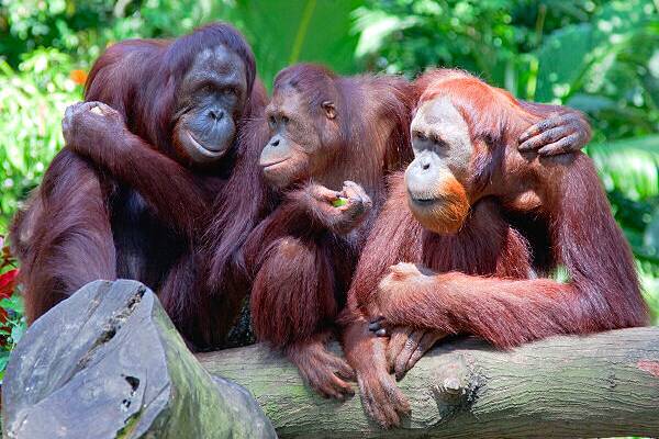 Orang-Utans im Regenwald von Borneo bei einer Malaysia Rundreise