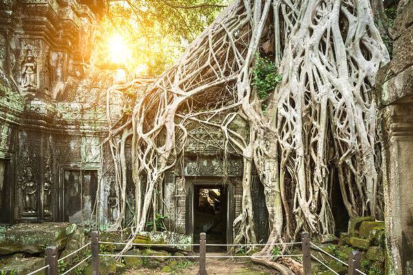 Ta Prohm in Angkor Wat mit den mächtigen Wurzeln der Würgefeigen