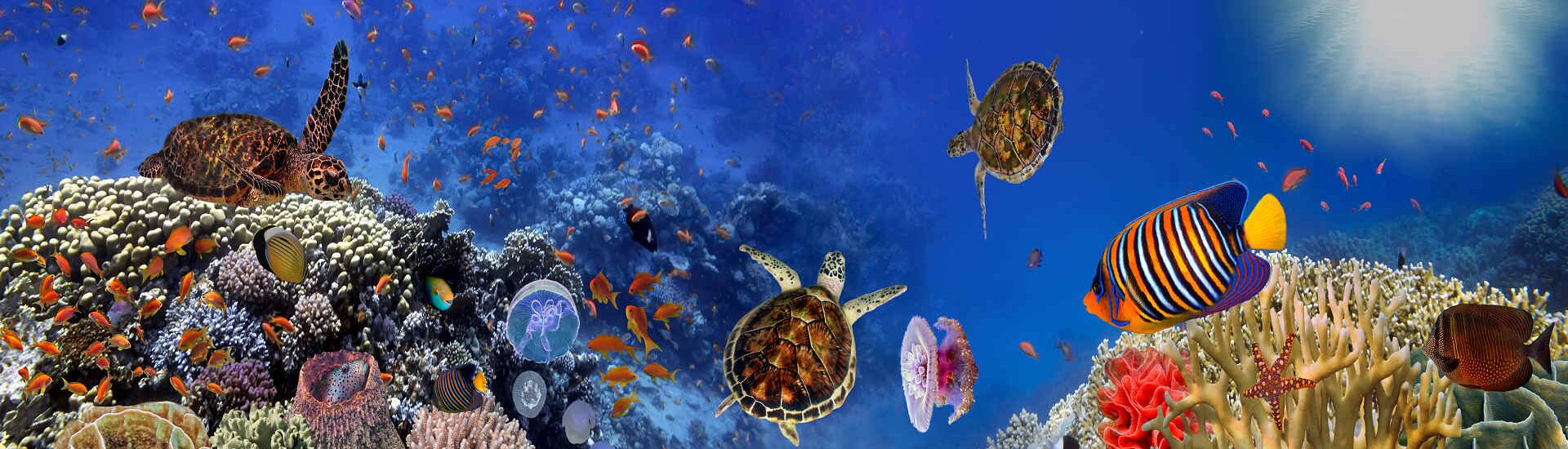 Tauche ein in eine andere Welt: Erlebe Koh Samuis Unterwasserwelt beim Schnorcheln