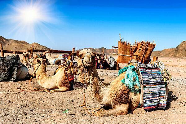 Urlaub in Abu Dhabi: Entdecke die faszinierende Hauptstadt der Emirate