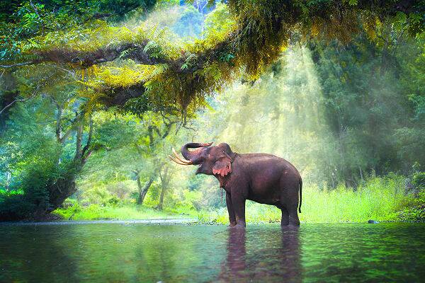 Elefant im Fluss im tropischen Regenwald in Thailand
