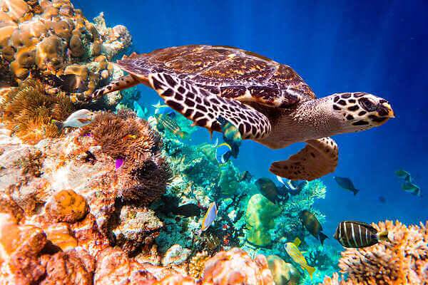 Der Bunaken Marine Nationalpark in Indonesien Der Bunaken Nationalpark mit seinen Inseln Bunaken, Siladen und Manado Tua gehört zu den besten Tauchrevieren von Indonesien