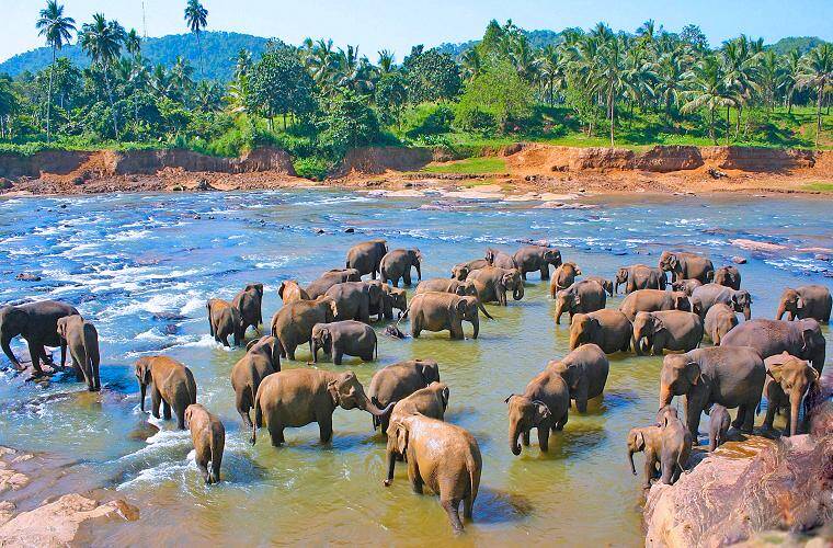 Elefantenherde im Fluss während einer Sri Lanka Rundreise