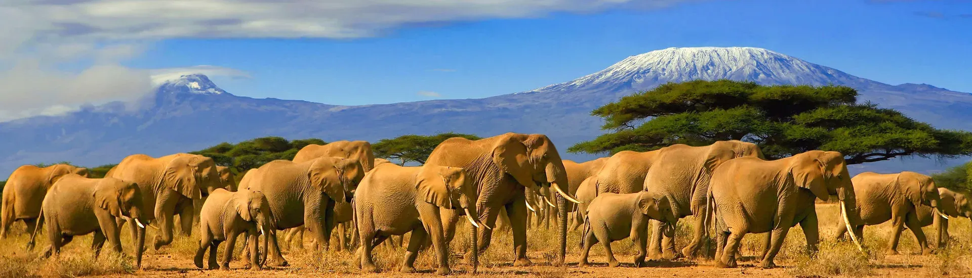 Afrika Kombireisen – Safari mit Elefanten in Ostafrika