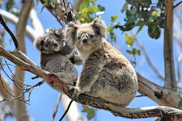 Koalas in freier Natur in Australien
