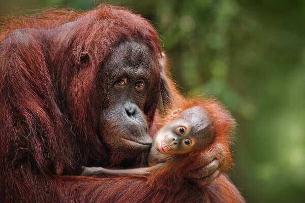 Im Land der Orang Utans Borneo und Sumatra Menschenaffen oder Orang Utans in Indonesien