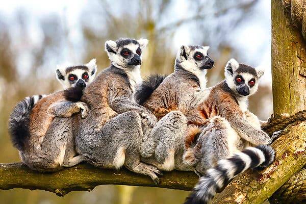 Lemuren auf Madagaskar als typisches Naturerlebnis der Insel