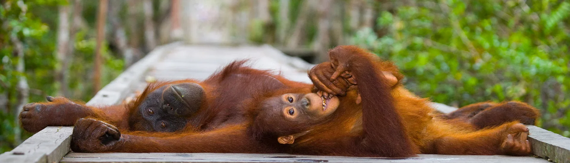 Orang-Utans im Regenwald von Borneo als Naturhighlight auf Malaysia Rundreisen