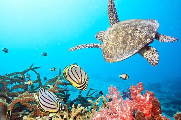Meeresschildkröte und tropische Fische am Korallenriff vor Koh Lipe in der Andamanensee