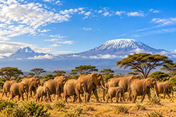 Elefantenherde in der afrikanischen Savanne vor dem Kilimandscharo