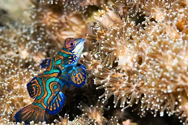 Bunter tropischer Mandarinfisch schwimmt zwischen Korallen im klaren Wasser der Malediven