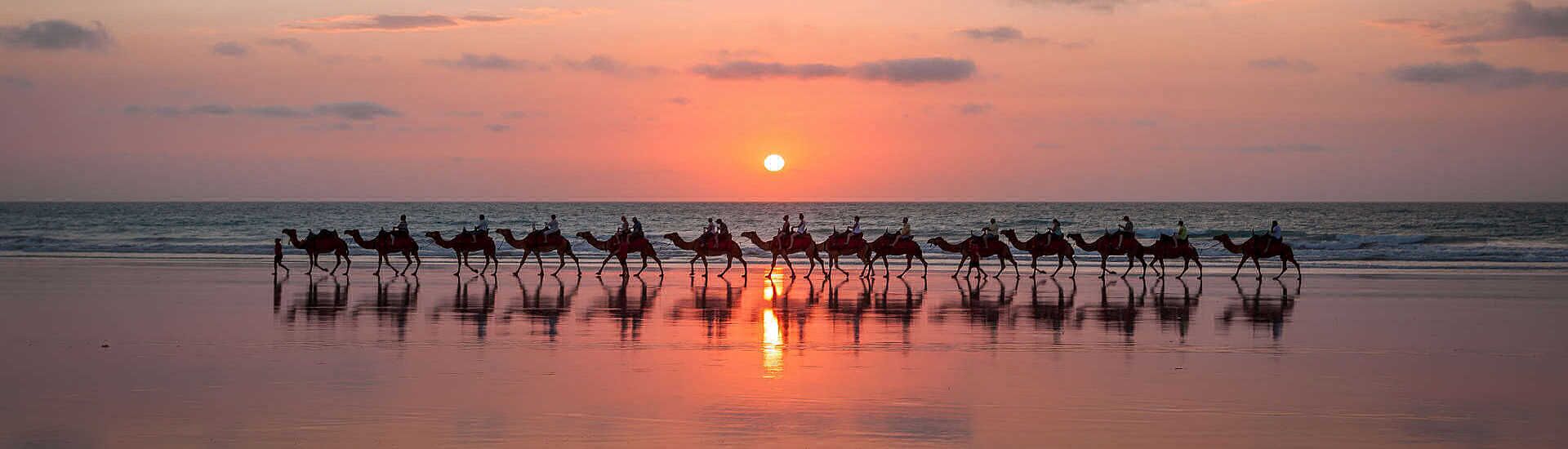 Kamelkarawane am Strand des Oman