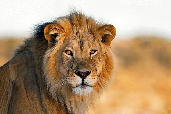 Safari- und Landschaftserlebnisse in Südafrika