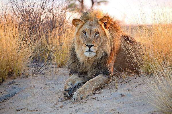 Safari-Landschaft mit Wildtieren in Afrika