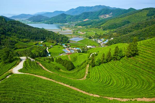 Boseong Green Tea Fields in Jeollanam-do, Südkorea - Idyllische Teeplantagen in satten Grüntönen