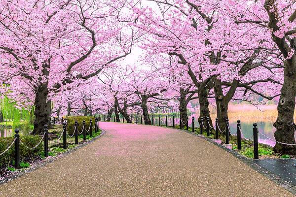 Kirschblüte in Japan während der Hanami-Saison