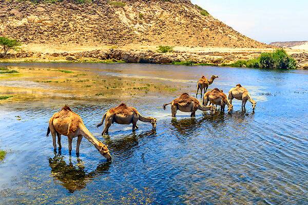 Entdecken Sie den Orient zwischen Tradition und Moderne