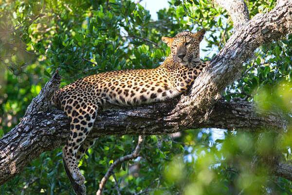 Leopard im Yala-Nationalpark in Sri Lanka