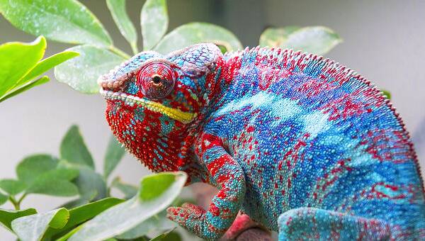 Sehenswürdigkeiten auf La Reunion – Chamäleons.