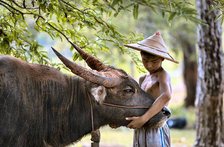 Ländliches Vietnam mit Wasserbüffel als Eindruck aus verschiedenen Vietnam Reisepaketen und Rundreisen