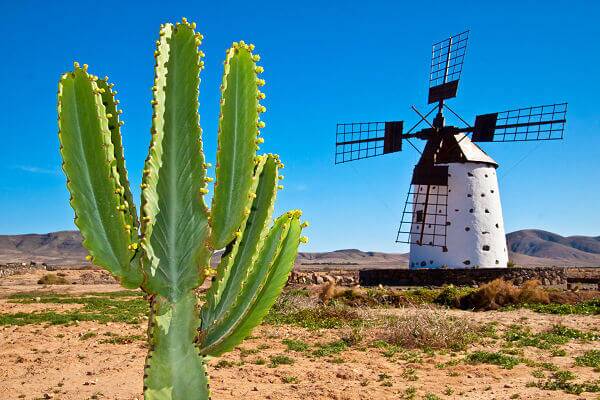 Windmühle und Kaktus in einer trockenen Landschaft auf einer spanischen Insel unter blauem Himmel