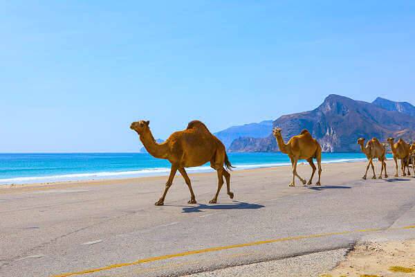 Kamele entlang der Küstenstraße im Oman während einer Rundreise mit Badeaufenthalt