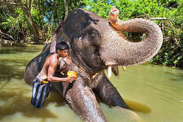 Mahout badet einen Elefanten im Fluss in Sri Lanka