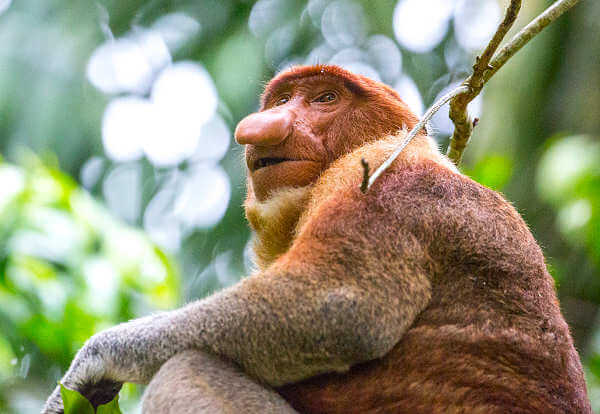 Borneo - Nasenaffen im Bako-Nationalpark