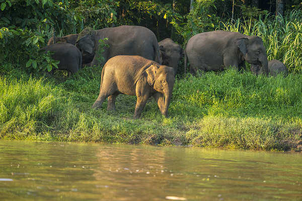 Danum Valley Nationalpark - Zwergelefanten im Regenwaldgebiet des malayischen Bundesstaat Sabah