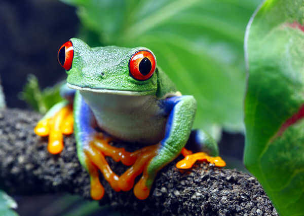 Frosch-Tour im Kubah Nationalpark auf Borneo