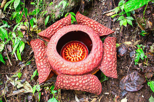 Die größte Blume der Welt - Die Rafflesia Keithii