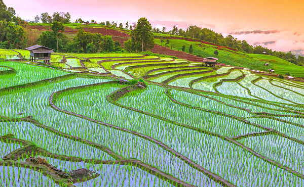 Die Reisterrassen von Bali sind bauliche Meisterwerke. Zu den berühmtesten gehören Sidemen, Jatiluwih und Tegallalang
