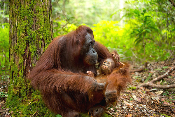 Borneo Dschungel, Regenwald und Orang-Utans