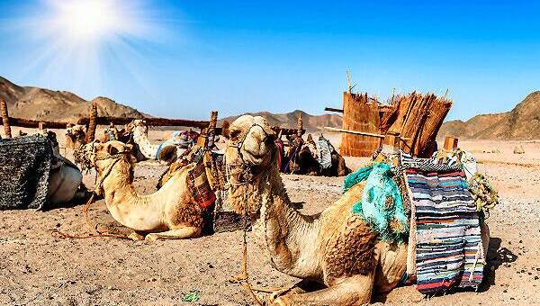 Kamele in der Wüste der Vereinigten Arabischen Emirate bei Abu Dhabi