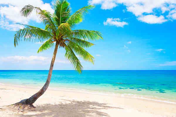 Idyllischer Strand mit Palme und türkisfarbenem Meer