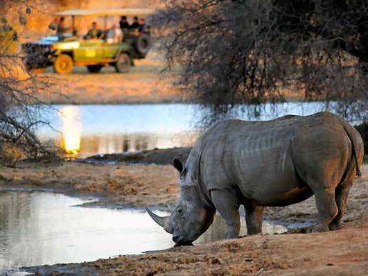 Beobachten Sie die Nashörner in ihrer natürlichen Umgebung in Afrika
