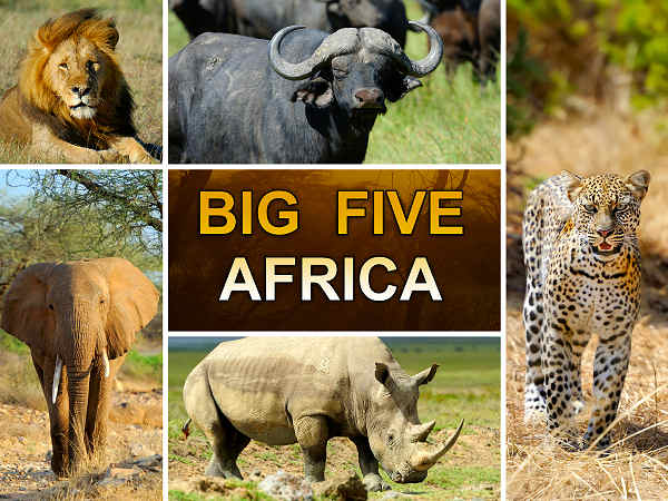 Erleben Sie die afrikanische Tierwelt hautnah – auf unserer Rundreise zu den Big Five Die Big Five in Afrika auf einer Rundreise erleben