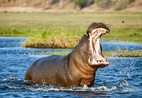 Majestätisches Nilpferd in den Gewässern Sambias. Nilpferd in einem Fluss in Sambia, umgeben von üppiger Vegetation.