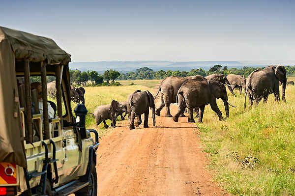 Safari-Abenteuer in Simbabwe: Elefant in der Abenddämmerung Ein Elefant steht majestätisch in der Savanne von Simbabwe während einer Safari bei Sonnenuntergang.