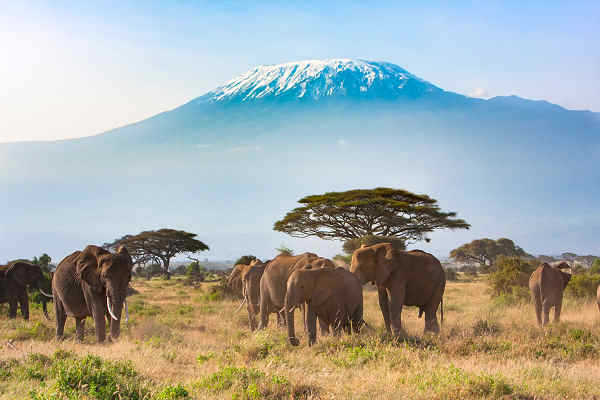 Elefanten vor dem majestätischen Kilimandscharo in Tansania. Elefantenherde grast vor dem schneebedeckten Kilimandscharo in Tansania, Afrika.