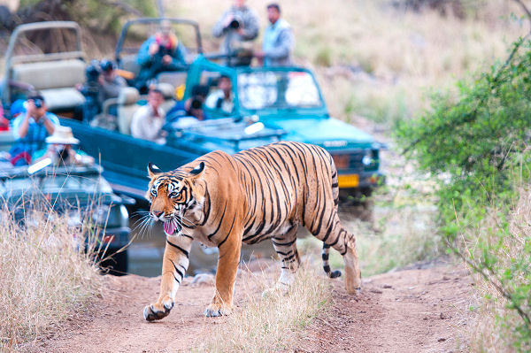 Erleben Sie im Indien Urlaub den Ranthambore Nationalpark